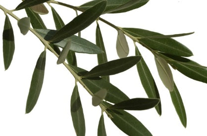 更多臨床研究顯示 橄欖葉精華有助保持心血管健康